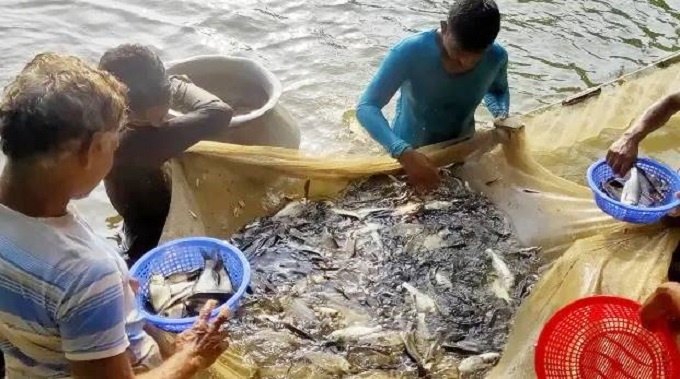 চাঁপাইনবাবগঞ্জে পুকুর থেকে মাছ চুরি, বিএনপির দুই কর্মী আটক